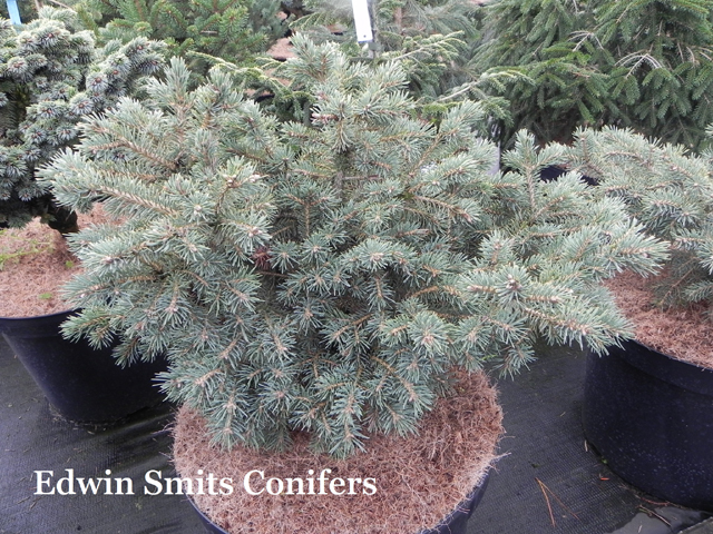 Picea glauca 'Hillside'